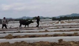 吃瓜传送地,探寻美食背后的传奇故事