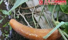 梦到吃黑色长长瓜,黑色长瓜的神秘启示