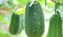 吃瓜吃的是什么瓜,揭秘各式瓜果的美食传奇