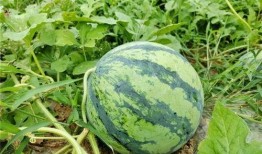 吃瓜有新瓜,揭秘娱乐圈最新热点