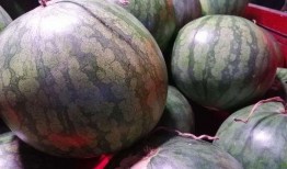 梦见吃瓜有人要我的瓜,瓜田奇缘，瓜分神秘礼物