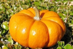 秋季吃大瓜,秋季美食新体验