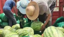 大丰区吃瓜姐,揭秘当地美食风情