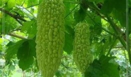 吃凉瓜胃酸,揭秘消暑美食背后的健康隐患