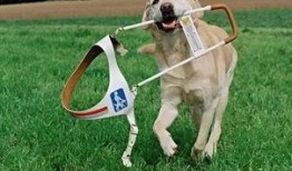 吃瓜导盲犬,萌宠与视障人士的温馨故事