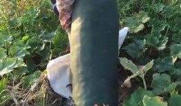 梦见吃瓜烂,瓜熟蒂落，揭秘吃瓜烂生的神秘寓意