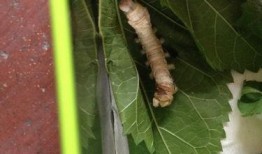 蚕可以吃黄色瓜吗