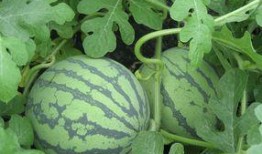 孕妇可以吃小麦瓜么,小麦瓜的安全性解析