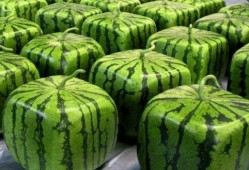 吃瓜中国真假,真假新闻背后的真相与反思