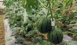 吃小瓜声控,解锁夏日美味新体验