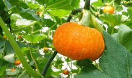 吃瓜蒙主重庆,揭秘重庆美食背后的故事