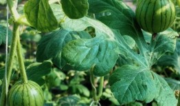 北京吃瓜史,北京吃瓜史上的那些事儿