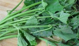 什么瓜吃叶子好,揭秘哪些瓜类叶子最宜食用