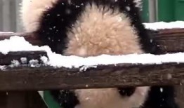 熊吃瓜图片,一场自然界的趣味邂逅