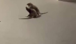 猫咪吃瓜看戏图片,猫咪吃瓜看戏，萌态十足