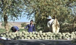 最新吃瓜视频大漠瓜客,揭秘吃瓜视频背后的神秘世界