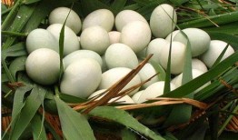 鹅鸭吃哈密瓜,田园生活中的和谐趣事