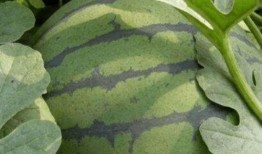 吃瓜系统鹤云间24,揭秘吃瓜系统的神秘世界