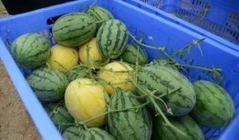 吃瓜群从图片大全,揭秘图片大全中的趣味瞬间