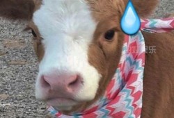 抖音吃瓜儿子,揭秘网络红人的成长之路