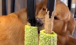 吃瓜座椅,夏日消暑新宠，畅享清凉一夏